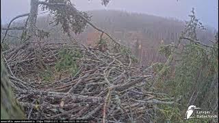 J E20251111 083300TwoSquirrelsClimbInNearTree