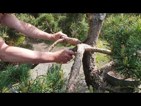 Vidéo: Taille Des Pins (17 Photos) : Comment Faire Des Nivakis De Pin Sylvestre De Ses Propres Mains ? Schémas D'élagage. Comment Tailler Les Arbres Pour Les Rendre Luxuriants ?