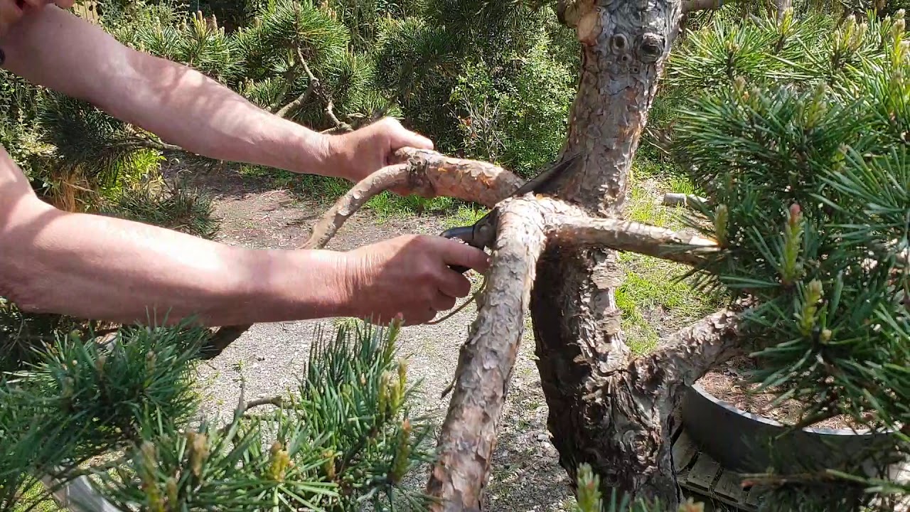Éclaircissage d'un pin Sylvestre; taillé façon Niwaki - 1er : 2020