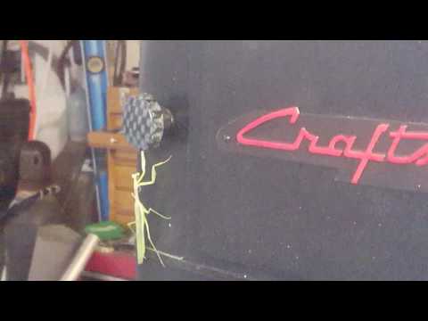 Praying Mantis attacks camera