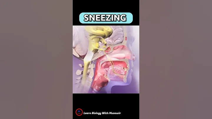 SNEEZING 🤧 What happens inside our body when we sneeze 🤧? why do we sneeze ? #shorts #overview