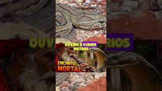 O som dessa cobra pode salvar sua vida 😱 Curiosidades que você não sabia sobre as cobras indianas