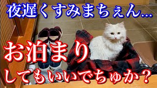 玄関先にやって来た野良猫が眠たくて眠たくて仕方なくて可愛い