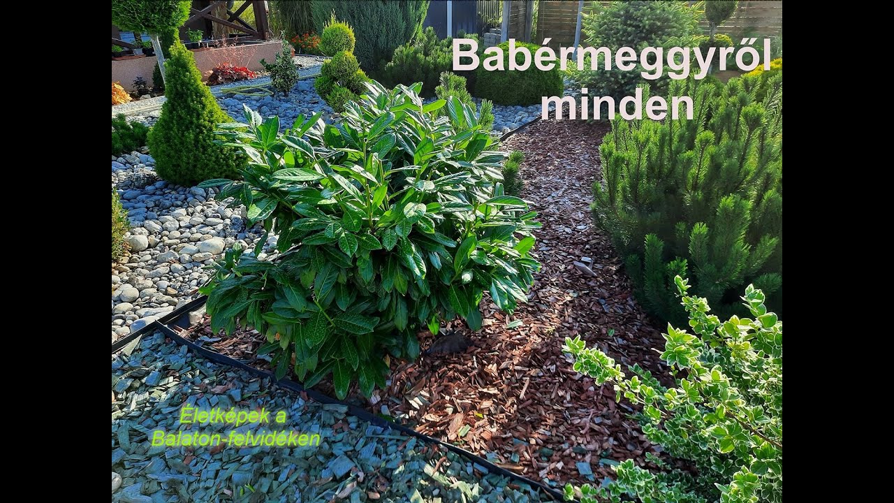 A babérmeggyről minden - metszés,  jellemzői, szaporítás