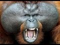 The Great Roar of a Wild Big Male Orangutan I PROMISES OF A THREATENED FUTURE - WWF Indonesia