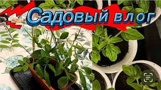 Садовый влог / Первая рассада / Сто взошло и что нет / Семена с 0 результатом и семена щеткой