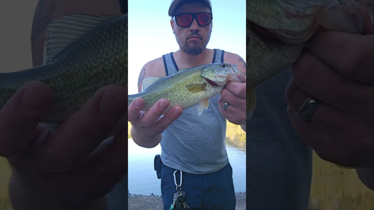 Summer Bass Fishing #bass #summer