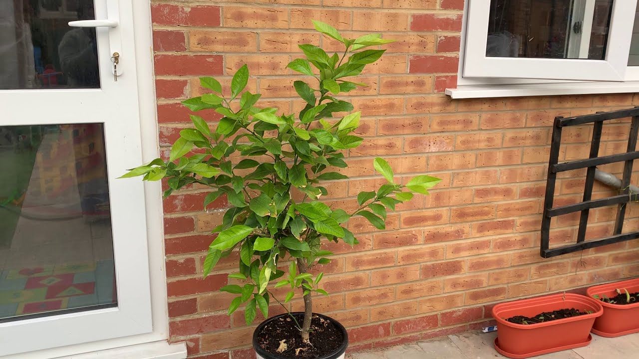How To Look After A Lemon Plant