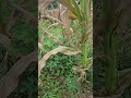 Good Harvest Farmer From Tonekoh In Zangtabi Near Tehnaam Zangmbeng Taah Meta Mbengwi Cameroon Good Harvest Farmer From Tonekoh In Zangtabi Near Tehnaam Zangmbeng Taah Meta Mbengwi Cameroon