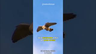 How Birds Stabilize Their Heads