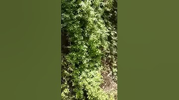 Khai thác mật ong rừng U Minh