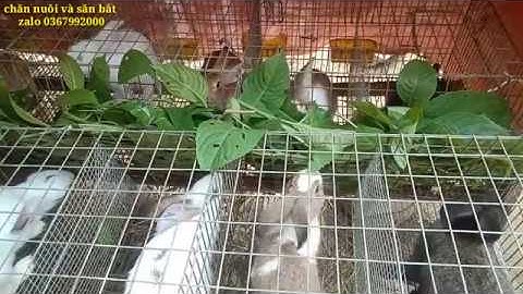 Nuôi thỏ cho ăn cây này lớn nhanh như Thánh Giống