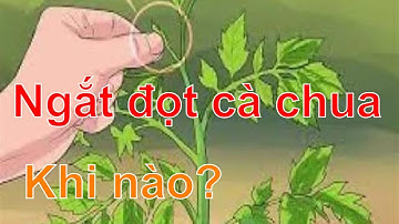 Cách ngắt ngọn cà chua, Cách làm cà chua trái sum suê ăn ko hết