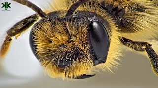 Arılar Hakkında Ilginç Bilgiler