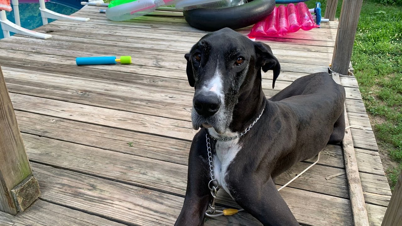 How to Bathe a Great Dane YouTube