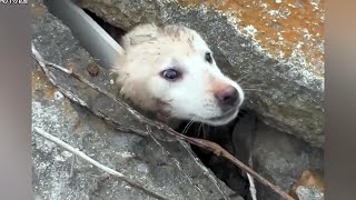 Kind-hearted woman rescues shivering stray dog trapped in drainage ditch.