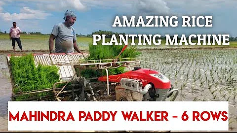 Amazing Rice Planting Machine, Mahindra Paddy Walker- 6 Row #essenceworld #ricefarming