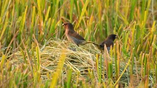 The rices are collected | Birds looking for food