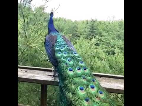 Peacock Takes Flight