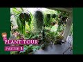 Plant tour partie 3 entre autre ma collection depiphyllum et rhipsalis  et bien dautres choses