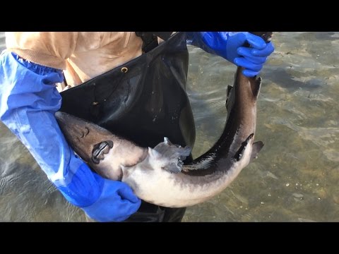 Video: Che Pesci D'acquario Si Riproducono Con Il Caviale