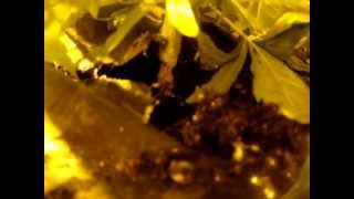 TD #2 - Day 23 Dutch Passion "Think Different" Legal Medical Marijuana Grow