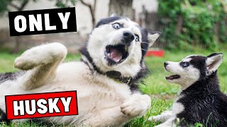 Why Are Huskies Such Drama Queens?