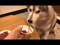 マミーに内緒で馬刺しを食べるシベリアンハスキーと扇動する姉