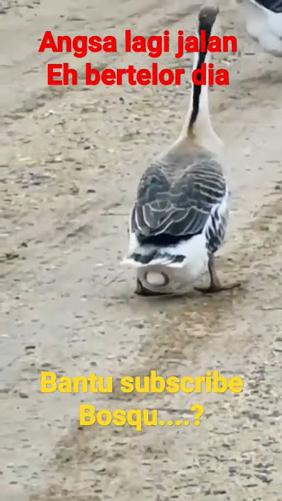 angsa /soang bertelur sambil jalan gaes #ducks #ternakbebek #bebek