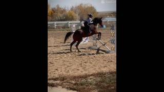 I got to see Reign!!! And it’s my birthday!!!! #REIGN #horse #equestrian #hearthorse #birthday