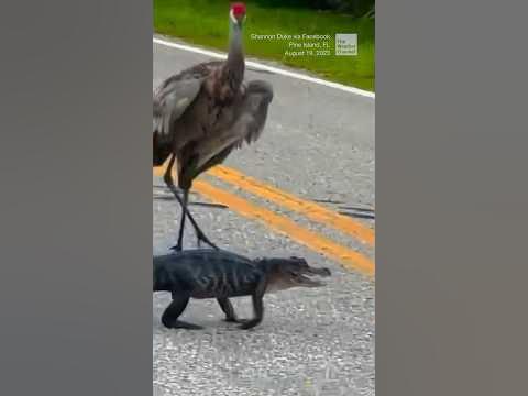 Cranes escort an alligator across the road - YouTube