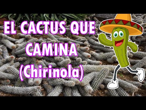 Vídeo: Tipus de cactus Stenocereus: informació sobre el cactus Stenocereus