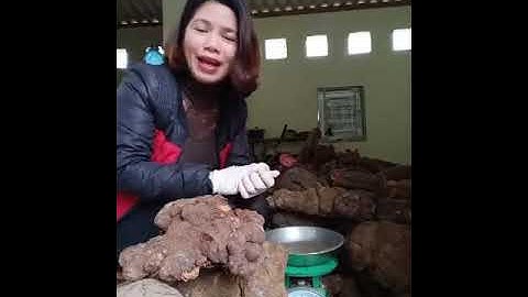 HÀ THỦ Ô ĐỎ xuống núi. Toàn củ to lông lốc, đỏ au, già đanh.Em Hường livestream chút xíu ạ