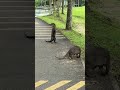 Asian small-clawed otter #nature #outdoors #wildlife #shortvideo #youtubeshorts #shorts