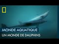 Le dauphin un animal social