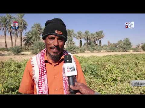 حضرموت | بين الصقيع وقرارات التصدير... المزارعون يواجهون خسائر كبيرة - تقرير: أشرف الصوفي
