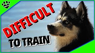 Top 7 Most Stubborn Dog Breeds to Train  Difficult Dogs 101