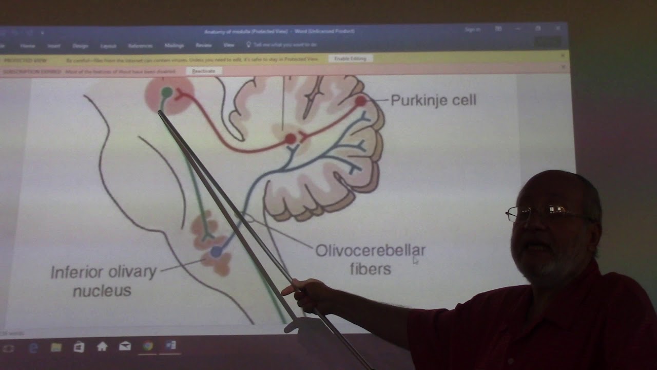 Neuroanatomy 33 ( Medulla obllongata , part 2 ) , by Dr. Wahdan - YouTube