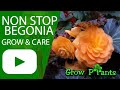 Non stop begonia - grow & care (Great also as Houseplant)