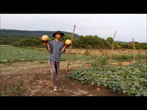 ნესვი Robust F1