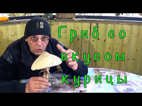 Гриб Зонтик(ПОП) в КЛЯРЕ. Быстрый и простой рецепт.