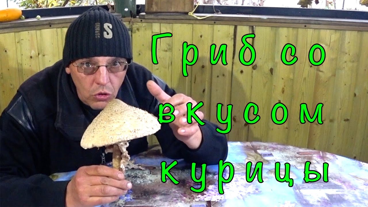 Гриб Зонтик(ПОП) в КЛЯРЕ. Быстрый и простой рецепт.