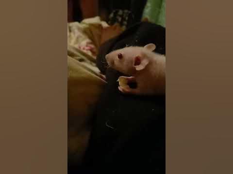 крыска Банефанзи кушает орех - YouTube