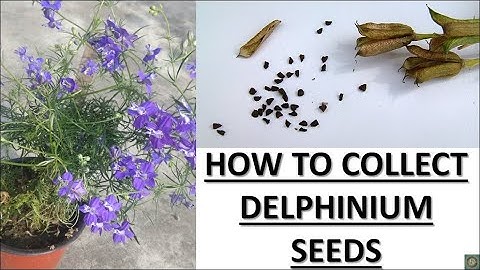HOW TO COLLECT DELPHINIUM SEEDS