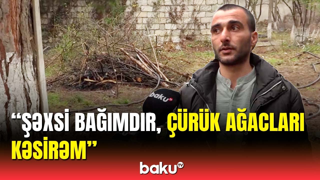 Bakıda meyvə ağaclarını niyə kəsirlər?