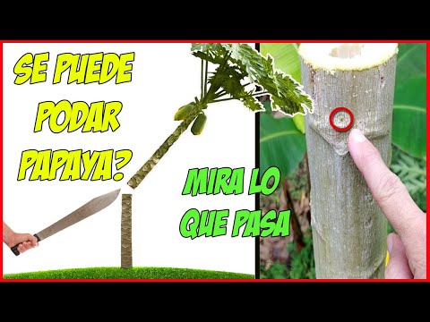 Video: Poda de árboles de papaya - Consejos para cortar árboles de papaya