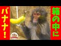 【怖いけど食べたい!】ニホンザルは狭い箱の中のバナナをとれるのか?【どうぶつ奇想天外/WAKUWAKU】