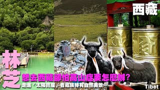 想去西藏卻怕高山症要怎麼辦? 走進「太陽寶座」看藏族特有自然美景 ~ 西藏之旅 ~林芝｜魯朗林海｜巴松措｜米拉山口 Tibet