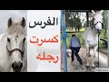 2020 طريقه التخلص من صقل ( رفس) الخيل #عزيزالعطوي خيل في استراليا  how to stop a horse from kicking