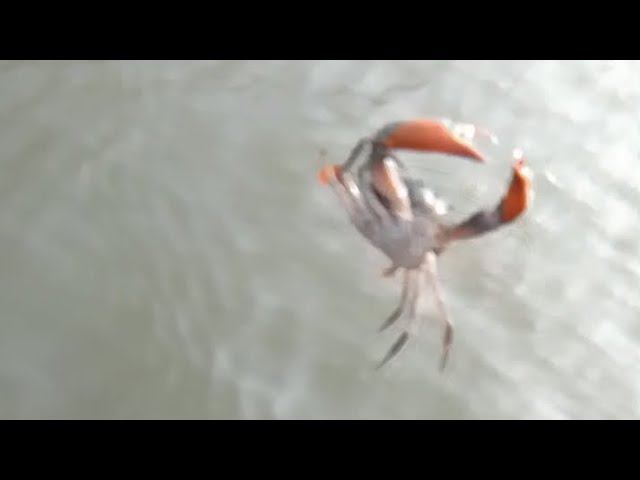 crab #fish #hook #fishing #google #r #fullvideo #catching